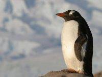 La storia del pinguino che ha percorso tremila chilometri