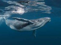 Le balene azzurre mangiano 10 milioni di microplastiche al giorno