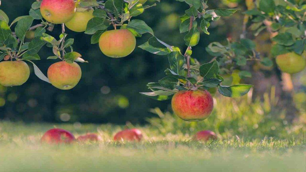 biodiversità