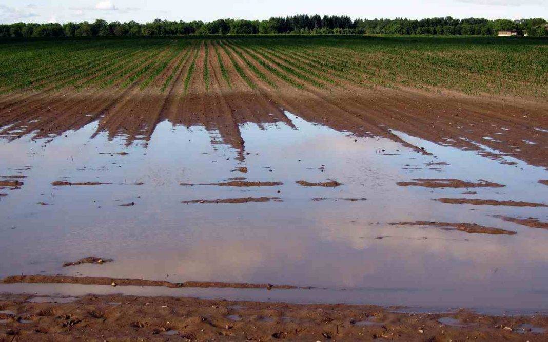 Campi allagati raccolto distrutto