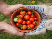 Bazzana (Coldiretti): “Un’agricoltura forte e vitale è di importanza strategica”