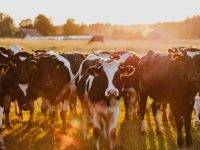 Allarme per i casi di tubercolosi bovina nel Salernitano