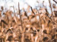 Caldo estremo a giugno: l’allarme della Coldiretti