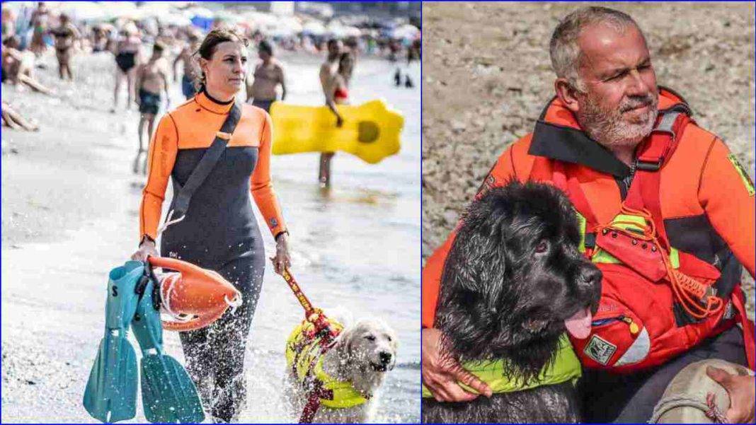 cani spiaggia