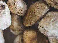 Coldiretti: il raccolto di funghi porcini è aumentato