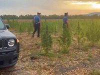 I Carabinieri scoprono ad Arborea un campo coltivato a canapa da droga