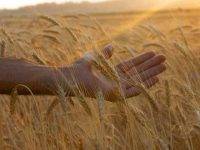 Agricoltori siciliani: guardiani fedeli della salute dell’ecosistema