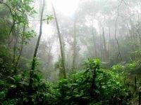 Rallenta il disboscamento della foresta amazzonica