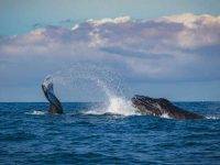 Whalewatching: navigando coi giganti