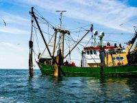 Gli elementi fondamentali per l’ecologia del mare