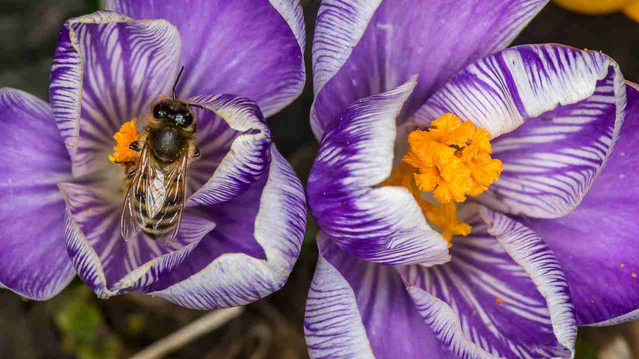 Ferroni (WWF): “Perché le api sono in pericolo e come salvaguardarle”