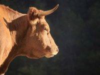 Vicenza, toro in fuga catturato vicino l’autostrada