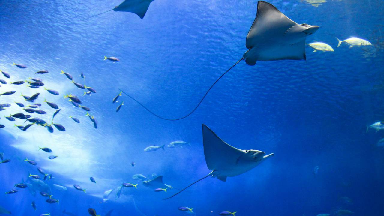 “Risvegliare nuove profondità”: una giornata per la tutela degli oceani
