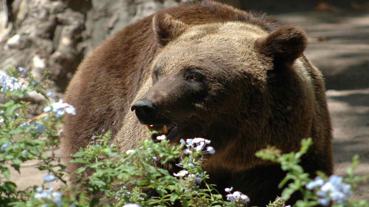 Orsa abbattuta, il tempo dell’incomprensione