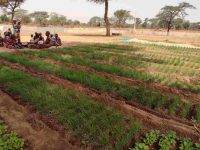 Senegal, l’agricoltura dal volto umano che favorisce lo sviluppo