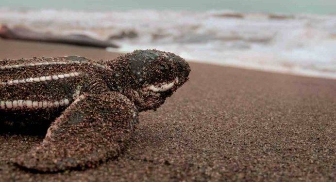 Viareggio, trovata morta una tartaruga liuto di 300 chili