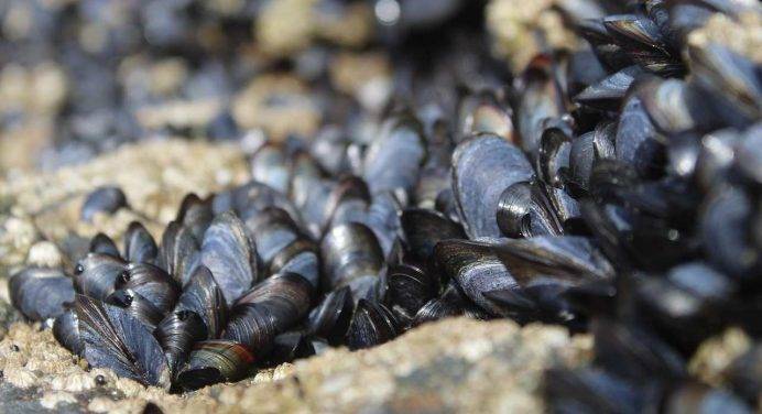 Moria di cozze sulla Costa dei Trabocchi: le cause