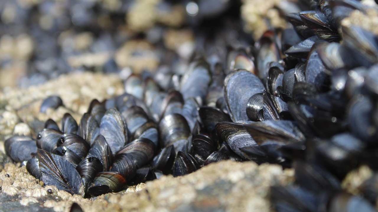 Moria di cozze sulla Costa dei Trabocchi: le cause