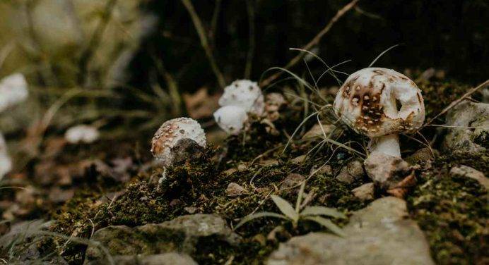 Cercatori di funghi: l’autosoccorso come prevenzione