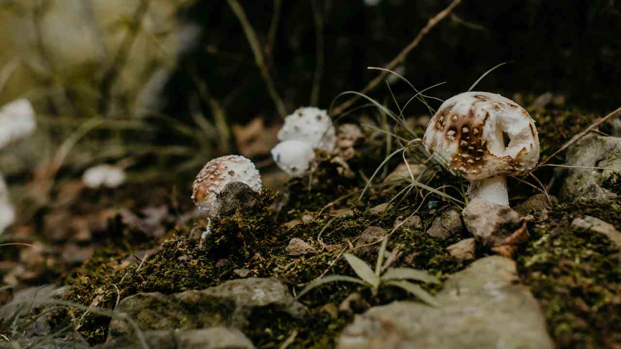 Cercatori di funghi